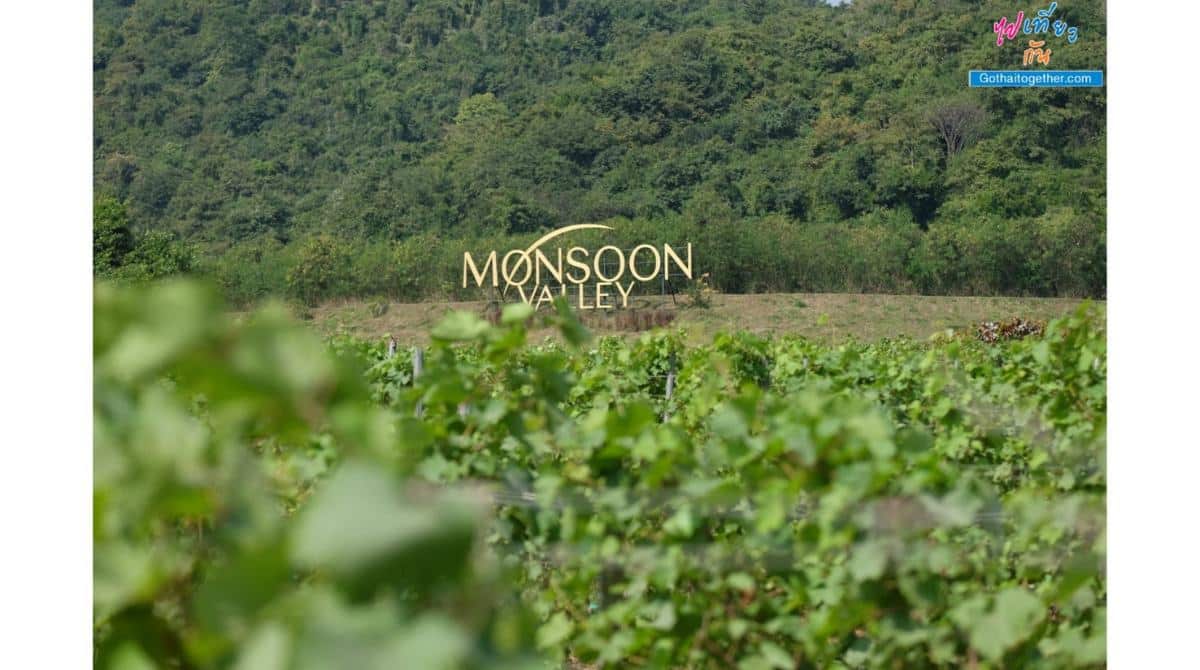 วันเดียวก็เที่ยวได้ @ ไร่องุ่นมอนซูน แวลลีย์ Monsoon Valley Vineyard หัวหิน 2